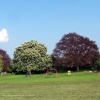 Cutnall Green park in Summer