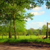 Peaceful country view near Glanton in Northumberland.