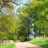 Country lane near Whittingham, Northumberland.