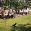 London - Tower of London - one of the seven legendary ravens.