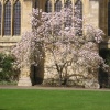 Magnolia tree growing against the Chapel in New College, Oxford.  Taken 2005