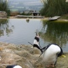 Whipsnade Wild Animal Park, Dunstable, Bedfordshire