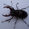 Stag Beetle, rescued in Chelsea and released.