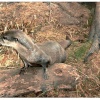 Otter near Lakeside, Cumbria