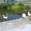 Duck pond in Worth Matravers, a small village in Dorset