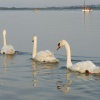 Swans heading into Christchurch Bay, Christchurch, Dorset