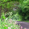 country road near Great Ryle in Northumberland.