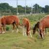 New Forest Ponies, New Forest, Hampshire