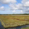 Salt Marshes, Lymington, -  Hampshire
