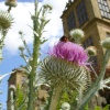 Giant thistle in the garden, Hardwick Hall, Derbyshire