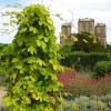 in the herb garden, Hardwick Hall, Derbyshire