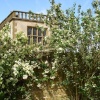 White Roses in the garden, Hardwick Hall, Derbyshire