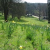 Daffodil Valley at Waddesdon Manor, Bucks