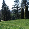 Daffodil Valley at Waddesdon Manor, Bucks