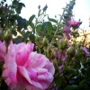 The Brighton Royal Pavilion gardens on a summers evening.