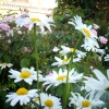 The Brighton Royal Pavilion gardens on a summers evening.