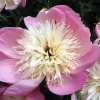 Kiftsgate Court Gardens, one of many peonies growing here.