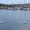 Swans at the Docks