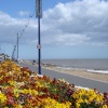 Flowers at Beach side. Felixstowe, Suffolk