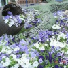 Felixstowe. Flowers at beach..
