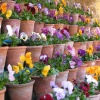 Calke Abbey, Derbyshire. - The Auricula Theatre, one of the oldest original examples in the country