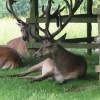Calke Abbey, Derbyshire.  - Deers in the park