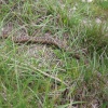 A picture of Dover