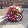 Floral display in Rugby
