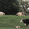 New born calves on the Clevedon river walk just out of Clevedon towards Kenn.