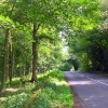 Shady lane near Holystone in Northumberland.