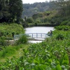 Trebah Garden, Cornwall - The lower garden