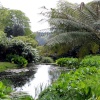 Trebah Garden, Cornwall - 