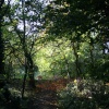 woods in Sprotbrough, Doncaster