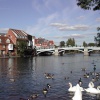 Geese and ducks swimming in the Thames in Windsor, England.