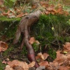 Fantastic colours found in the Aboretum