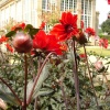 Dahlias and the Orangery at Belton House, nr. Grantham, Lincolnshire