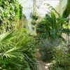 Inside the greenhouse, Lyme Park, Cheshire
