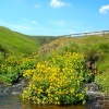 Upper Coquetdale, Northumberland.