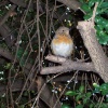 A young robin, allotment garden - Royal Hospital, Chelsea