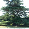 Magnificent old tree in the grouds of Constable Burton Hall gardens, Yorkshire Dales. July 2006