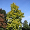 Swiss Garden, Old Warden, Bedfordshire - June 2006