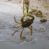 Crabbing at Walberswick, Suffolk