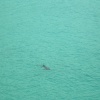 Basking shark. Photographed at the Minack Theatre in Cornwall, July 2006.