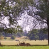 Woburn Deer Park, Woburn Abbey, Bedfordshire. August 2006