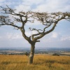 Coombe Hill