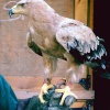 Golden Eagle during bird of prey show, Arundel Castle 30th of July 2006.
