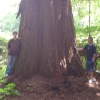 A giant redwood in polecat copse, Haslemere, Surrey. One of the biggest in the UK
