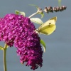 Large White butterfly, Buckinghamshire