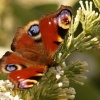 Peacock butterfly, Buckinghamshire