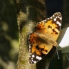 Painted Lady butterfly, Buckinghamshire